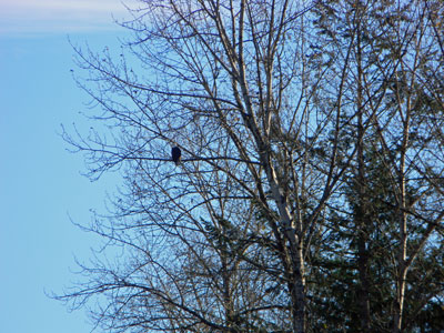 Bald Eagle watching White River area.