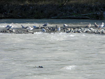 The gulls are waiting.