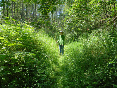 Overgrown river trail