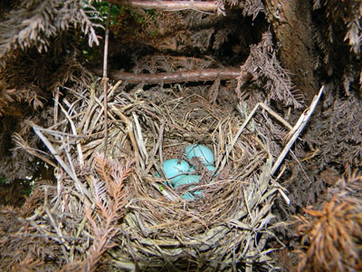 Robin's nest