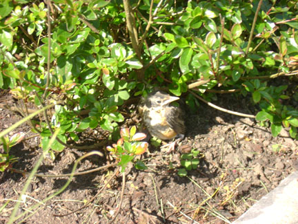 Young robin on its own.