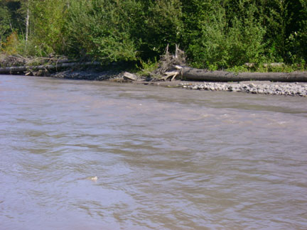 Fish surfacing in the muddy waters.