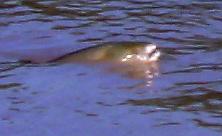 Close-up of the Pink Salmon.