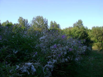 Along the South branch of the Trail.