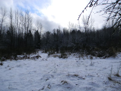 Trail through meadow