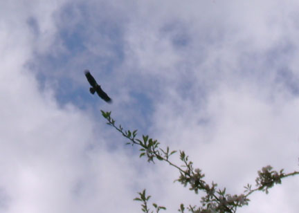 Graceful soaring buzzard
