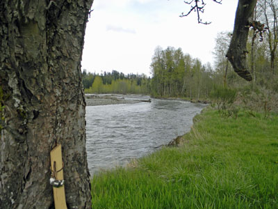 Quarter mile upstream from apple tree.