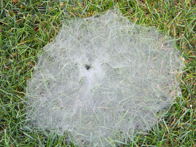 Funnel Web Grass Spider.