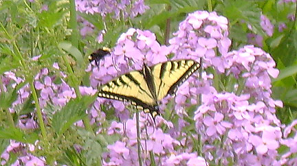 Westeren Tiger Swallowtail