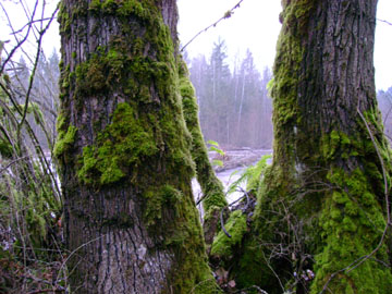 Trees on bank of White River