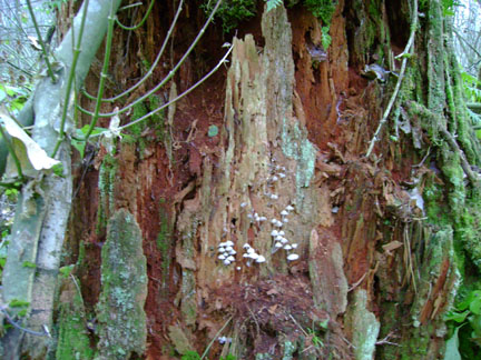 Fascinating fungi