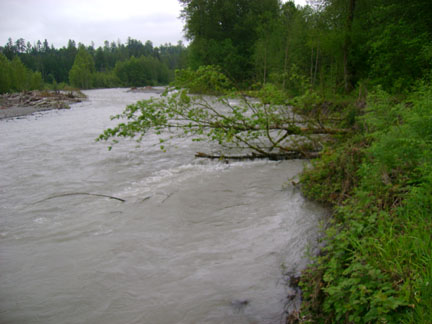 Fallen tree creates a wing dam.