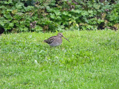 Annual visitor to the fertile feeding grounds of Golden Ripples?