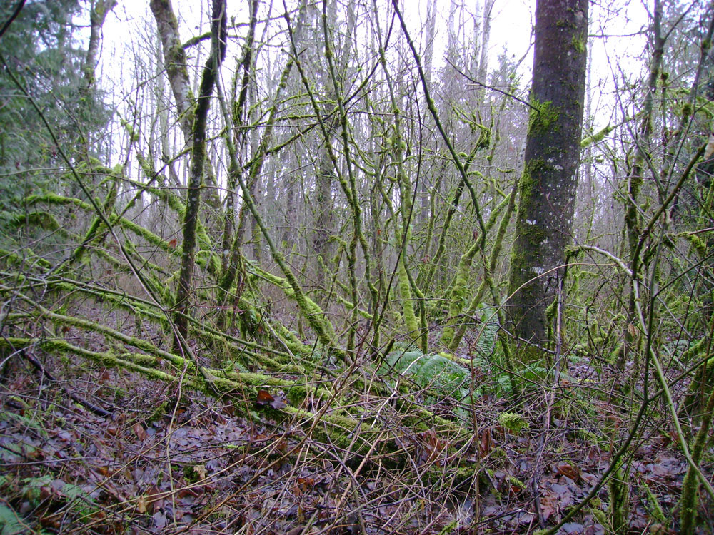 Tangled wood seen along trail