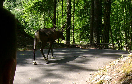 Woodland Caribou