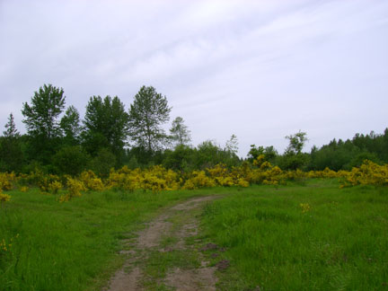 The ever changing meadow