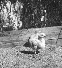 Easter chicks in sandbox