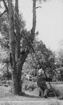 Vestals and Wells trees - Got SanAntonio, Texas.