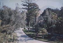 Mount Vesuvius from Casa Materna grounds.